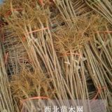 大量供應(yīng)紅燈櫻桃苗 美國大櫻桃樹苗