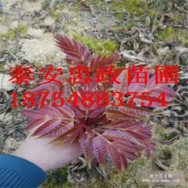 紅油香椿苗