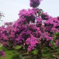 供應(yīng)大型三角梅造型盆景 紫花s型三角梅開花盆景