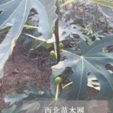 無(wú)花果樹(shù)苗批發(fā) 2公分無(wú)花果樹(shù)苗