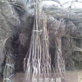 直銷(xiāo)香玲核桃樹(shù)苗 2公分嫁接核桃樹(shù)苗