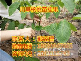 山東川早2號(hào)，濱州川早2號(hào)核桃苗報(bào)價(jià)，濱州川早2號(hào)核桃苗果實(shí)