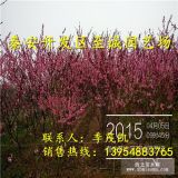 紅葉碧桃 紅葉碧桃價(jià)格 2016年紅葉碧桃價(jià)格