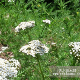 山东蓍草山东青州蓍草