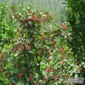 基地直销山东九叶青花椒苗价格