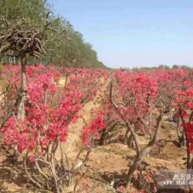 出售60畝梨園，映山紅、桃樹(shù)