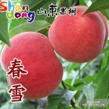 山東平度 嫁接 春雪桃樹(shù)苗 早熟 南方北方種植 果樹(shù)苗 新品