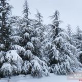 雪松大樹，雪松小苗