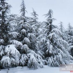 雪松大树，雪松小苗