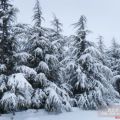 雪松大樹，雪松小苗