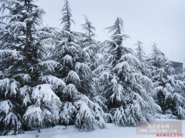 雪松苗木