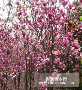 石家莊法桐櫻花國(guó)槐紫葉李女貞