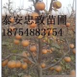 2公分柿子苗價(jià)格 批發(fā)柿子樹苗 柿子樹苗哪里賣