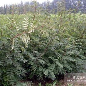 大红袍花椒苗山西花椒苗花椒苗价格川椒树苗