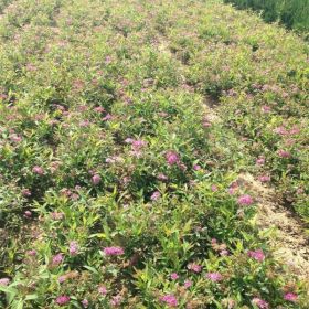 金山绣线菊、红花绣线菊