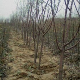 苹果苗价格 山西运城苹果苗价格 苹果苗几年挂果