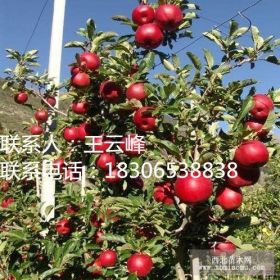 臨沂矮化蘋(píng)果苗、美國(guó)八號(hào)蘋(píng)果苗