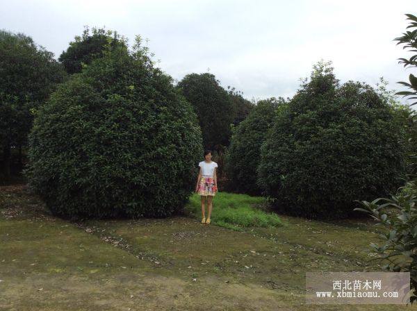 精品高杆桂花、桂花球