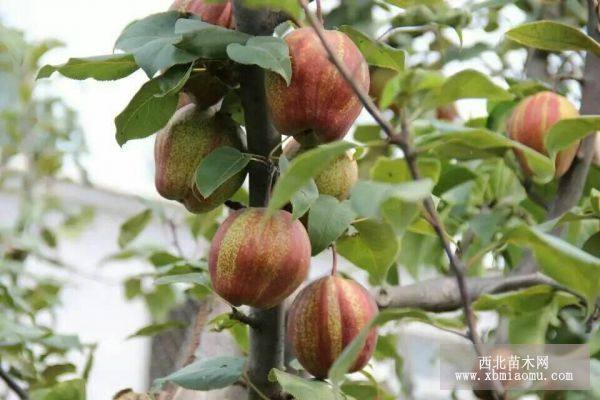 紅香酥梨苗