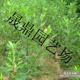 供应苹果苗，处理苹果苗