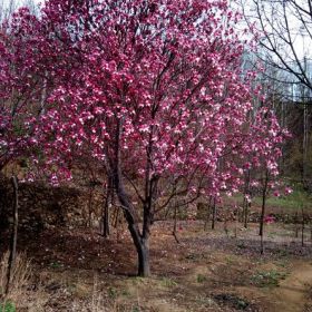 供应玉兰、栾树、五角枫、黄栌、木瓜、杜仲、樱花、山茱萸等