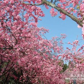 南京樱花价格 早樱 晚樱价格 樱花基地