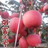 山東平度 嫁接矮化 煙富10號(hào) 0號(hào)蘋果苗 8號(hào)蘋果樹苗 高