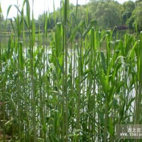 山东地区芦苇、芦苇苗价格