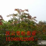 紅葉椿產(chǎn)品供應紅葉椿種植技術