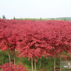 红枫、樱花