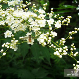 供应竹柳、珍珠梅、小叶女贞球、榆树、栀子花、紫叶矮樱、紫丁香