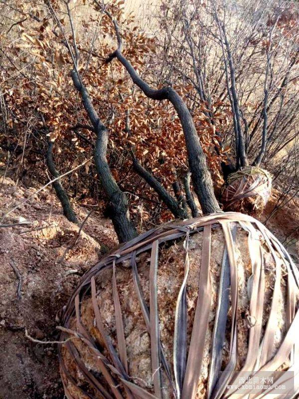 應蒙古櫟、叢生蒙古櫟