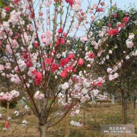 供应二乔玉兰、碧桃、丛生榆叶梅、丛生紫荆、大叶扶芳藤、果石榴