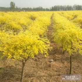 供应国槐、刚竹、桂花、红枫、红花木槿、红王子锦带、红叶碧桃