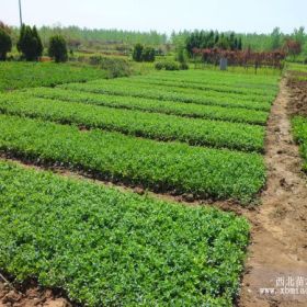 丛生紫荆、大叶扶芳藤、果石榴