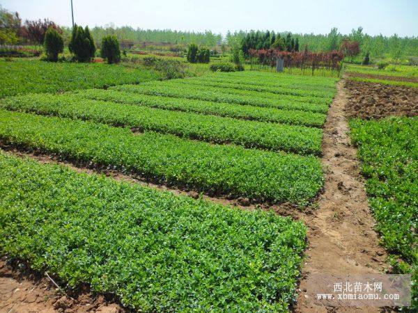 叢生紫荊、大葉扶芳藤