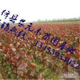 供應(yīng)紅葉楊+優(yōu)種紅葉楊+紅葉楊批發(fā)