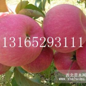 煙富3、6號(hào)蘋果苗