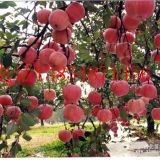 寧夏蘋果苗 寧夏蘋果苗基地 哪里批發(fā)蘋果苗