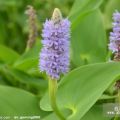 梭鱼草、水藻、旱伞草等水生植物