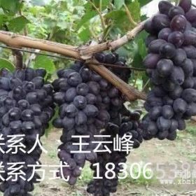 占地葡萄大苗、巨峰葡萄苗、夏黑葡萄苗