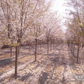 山东樱花基地，山东海棠基地，山东雪松基地