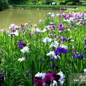 山东花菖蒲山东青州花菖蒲