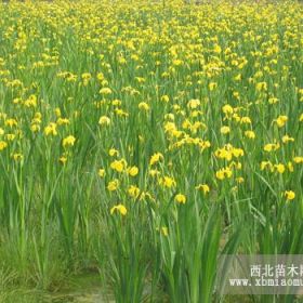 山东黄菖蒲山东青州黄菖蒲