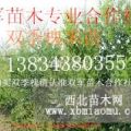 山西花椒苗价格，大红袍花椒苗价格