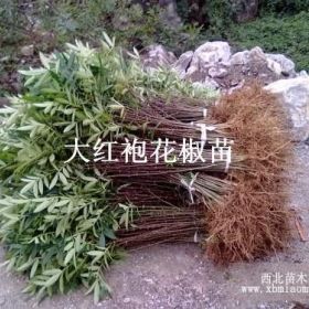 石家庄花椒苗廊坊花椒苗邯郸花椒苗衡水花椒苗邢台花椒苗