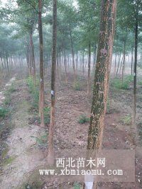 山东国槐价格低广通苗木国槐基地