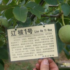 遼核一號(hào)二號(hào)核桃樹(shù)苗批發(fā)價(jià)格出售熊岳苗木