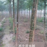 廣通苗木基地國槐國槐種植