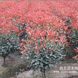 紅葉石楠|紅葉石楠價(jià)格|南京紅葉石楠低價(jià)熱銷中